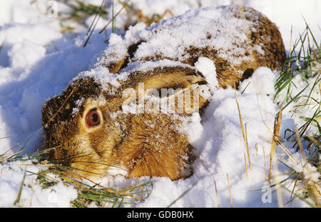 European Brown Hare, lepus europaeus, Lying Low in Snow Stock Photo