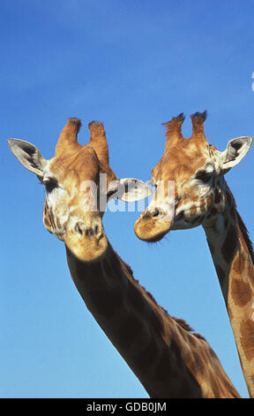 ROTHSCHILD'S GIRAFFE giraffa camelopardalis rothschildi, HEADS OF ADULTS Stock Photo