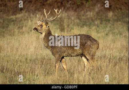 Barasingha Deer or Swamp Deer, cervus duvauceli, Male Stock Photo