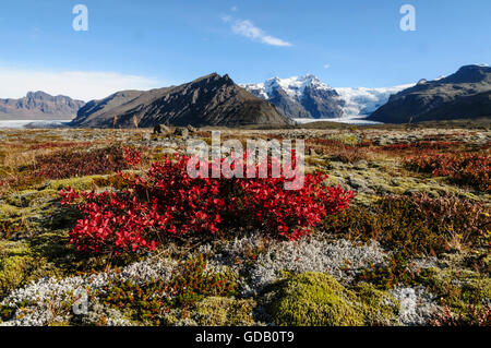 Bog bilberry (Vaccinium uliginosum) in autumnal colours in the area of Skaftafell in south Iceland. Stock Photo