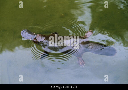 PLATYPUS ornithorhynchus anatinus, ADULT SWIMMING IN RIVER, AUSTRALIA Stock Photo