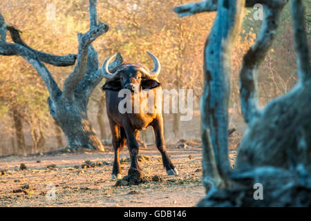 South africa game drive in the early morning. Curious buffalo between gnarled trees watches the viewer. Stock Photo