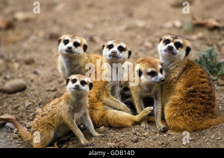Meerkat, suricata suricatta, Group on Ground Stock Photo