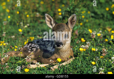 Roe Deer, capreolus capreolus, Fawn laying in Flowers, Normandy Stock Photo