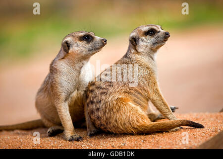 MEERKAT suricata suricatta IN NAMIBIA Stock Photo
