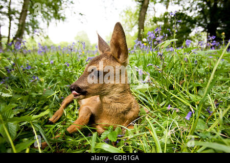 Roe Deer, capreolus capreolus, Fawn Laying in Flowers, Normandy Stock Photo