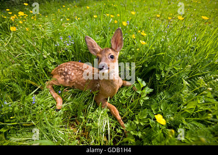Roe Deer, capreolus capreolus, Fawn Laying in Flowers, Normandy Stock Photo