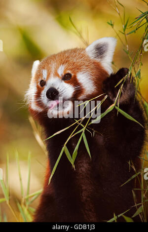 Red Panda, ailurus fulgens, Adult eating Bamboo's Leaves Stock Photo
