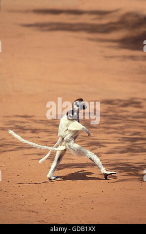VERREAUX'S SIFAKA propithecus verreauxi, ADULT HOPPING ACROSS OPEN GROUND, CARRYING YOUNG ON ITS BACK, BERENTY RESERVE, MADAGASCAR