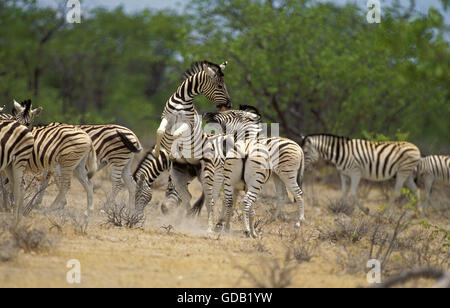 Burchell's Zebra, equus burchelli, Herd with fight, Masai Mara Park in Kenya Stock Photo
