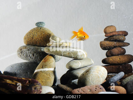 goldfish in aquarium over well-arranged zen stone and nice bokeh of bubbles Stock Photo