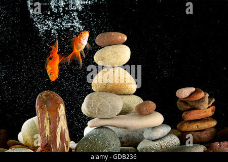 couple goldfish in aquarium over well-arranged zen stone and nice bokeh of bubbles Stock Photo