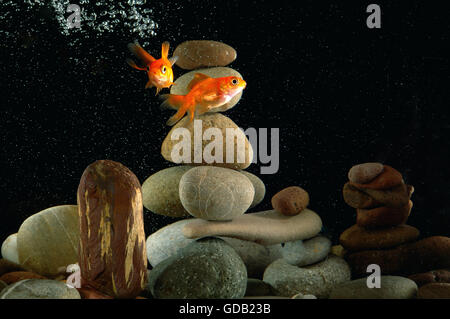 couple goldfish in aquarium over well-arranged zen stone and nice bokeh of bubbles Stock Photo