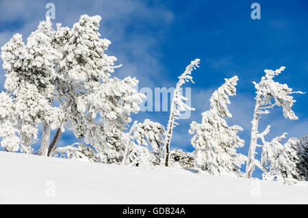 Mountain pines (Pinus mugo subsp. uncinata) covered with frost on the mountain Niederhorn near the village Beatenberg in the Ber