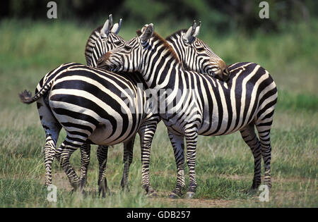 Grant's Zebra, equus burchelli boehmi, Adults Grooming, Kenya Stock Photo