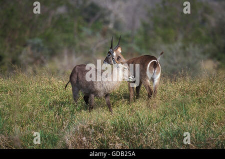 COMMON WATERBUCK kobus ellipsiprymnus, PAIR IN LONG GRASS, KENYA Stock Photo