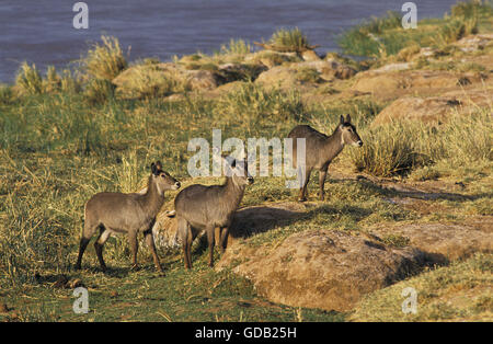 Common Waterbuck, kobus ellipsiprymnus, Group of Females, Masai Mara Park in Kenya Stock Photo