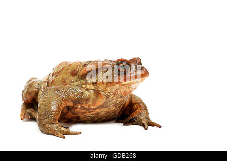 Old ,fat,ugly frog,isolated on white background Stock Photo