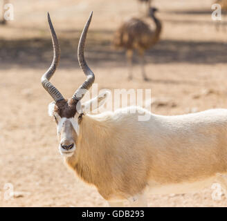 Al Dosari Zoo in Doha, Qatar. Stock Photo