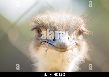 Al Dosari Zoo in Doha, Qatar. Stock Photo