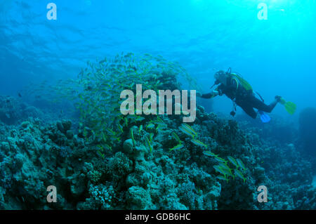 Male scuba diver with a school of Yellowfin goatfish (Mulloidichthys vanicolensis), Red sea, Egypt, Africa