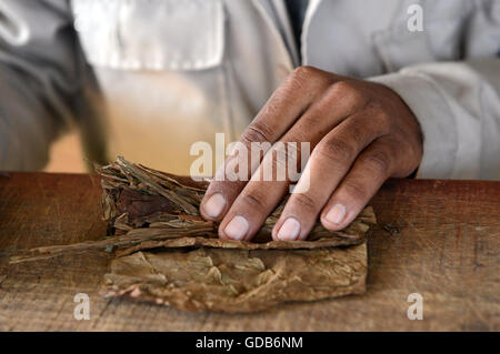 Hand rolled Cuban cigars by local tobacco farmer Viñales Cuba. Stock Photo