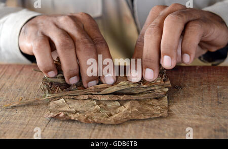 Hand rolled Cuban cigars by local tobacco farmer Viñales Cuba. Stock Photo