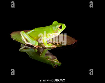 White-lipped tree frog or Litoria Infrafrenata sitting on a leaf