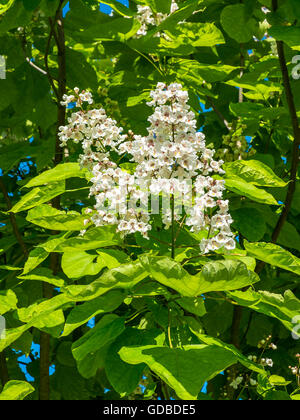 Catalpa / Catalpa bignonioides - Indian Bean Tree blossom - France. Stock Photo