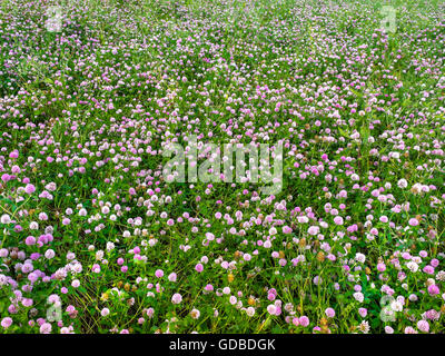 Field of flowering Alfalfa / Lucerne / Medicago sativa - France. Stock Photo