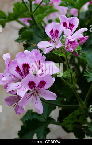 Attractive summer flowers of the scented leaved evergreen geranium, Pelargonium 'Copthorne' Stock Photo