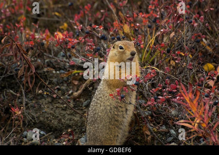 An Arctic Ground Squirrel ((Spermophilus parryii) feeding on fall's bounty of Blue berries, Denali National Park, Alaska. Stock Photo