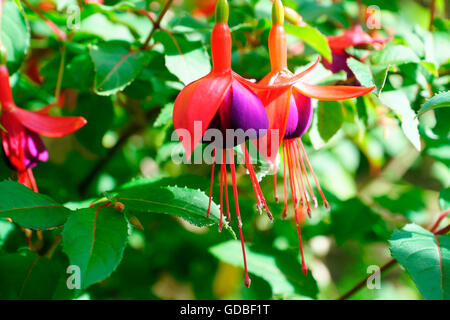 FUCHSIA'S IN THE SUN Stock Photo