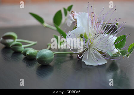 flower, blossom and fruit of caper Stock Photo
