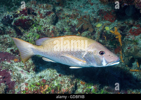 Dog Snapper Stock Photo