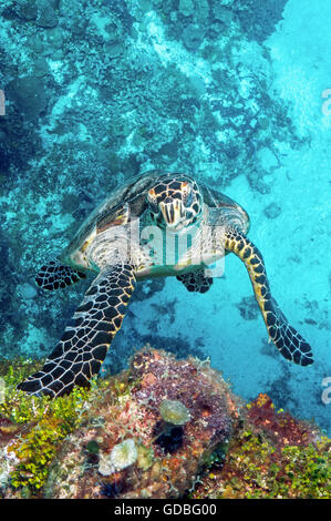 A Hawksbill Turtle climbs the reef