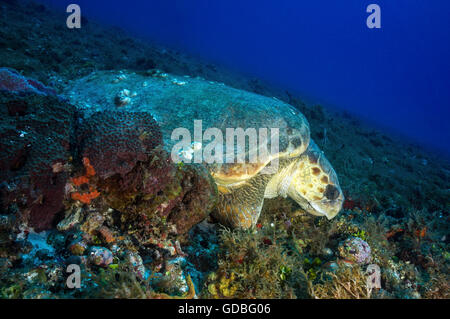 Loggerhead Turtle sleeping on a deep Cozumel reef. Stock Photo