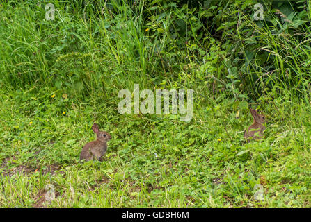 pair of young baby rabbits on a bank of grass in the country side Stock Photo