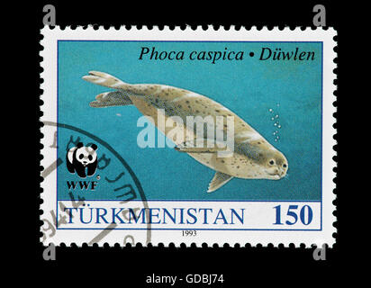 Postage stamp from Turkmenistan depicting an adult Caspian seal (Phoca caspica). Stock Photo
