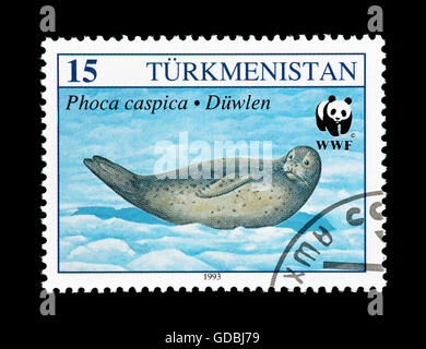Postage stamp from Turkmenistan depicting a Caspian seal (Phoca caspica). Stock Photo