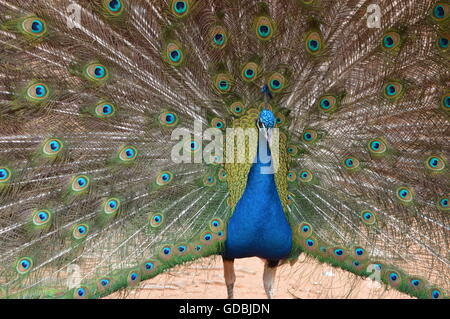 Peacock displaying feathers Stock Photo