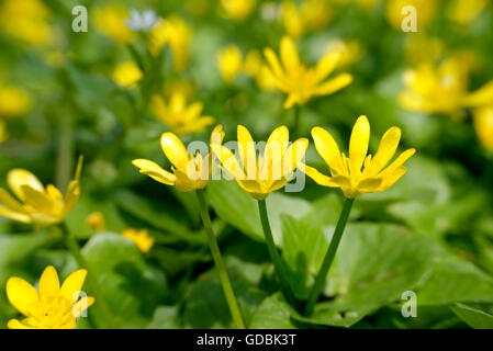 3 blooming lesser celandine in the spring meadow. Stock Photo