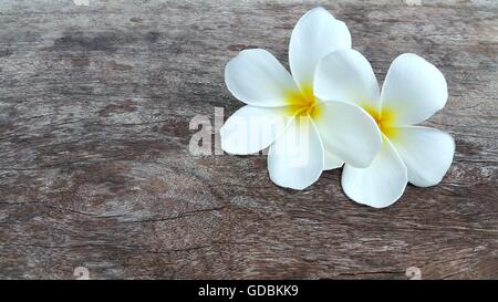 Beautiful white yellow plumeria flowers on wooden table Stock Photo