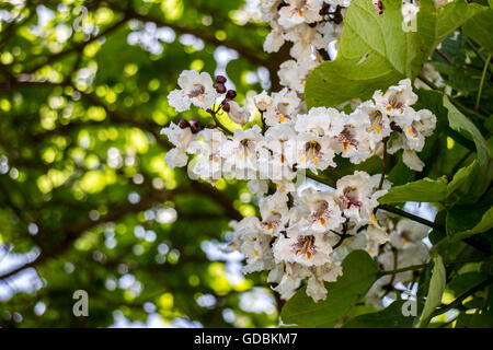 Catalpa bignonioides Stock Photo