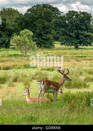 Herd of Fallow Deer (Dama dama), grazing, relaxing and keeping cool in the shade during the July 2016 British, mini heatwave. Stock Photo