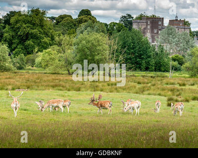 Herd of Fallow Deer (Dama dama), grazing, relaxing and keeping cool in the shade during the July 2016 British, mini heatwave. Stock Photo