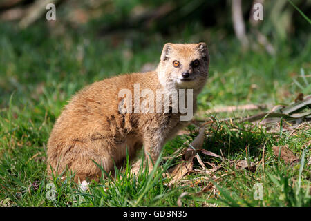 red meerkat, yellow mangooses, (Cynictis penicillata), captive Stock Photo