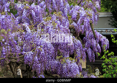 Baden-Wuerttemberg, Weinheim, Hermannshof, (Wisteria sinensis), Wisterie, Wistarie, Glyzinie, Germany Stock Photo