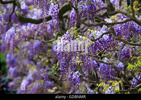 Baden-Wuerttemberg, Weinheim, Hermannshof, (Wisteria sinensis), Wisterie, Wistarie, Glyzinie, Germany Stock Photo