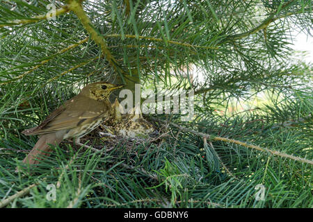 Song Trush, sitting in front of nest and feeding, Sennestadt, NRW, Germany / (Turdus philomelos) Stock Photo
